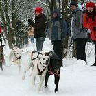 Schlittenhunderennen - Winterberg