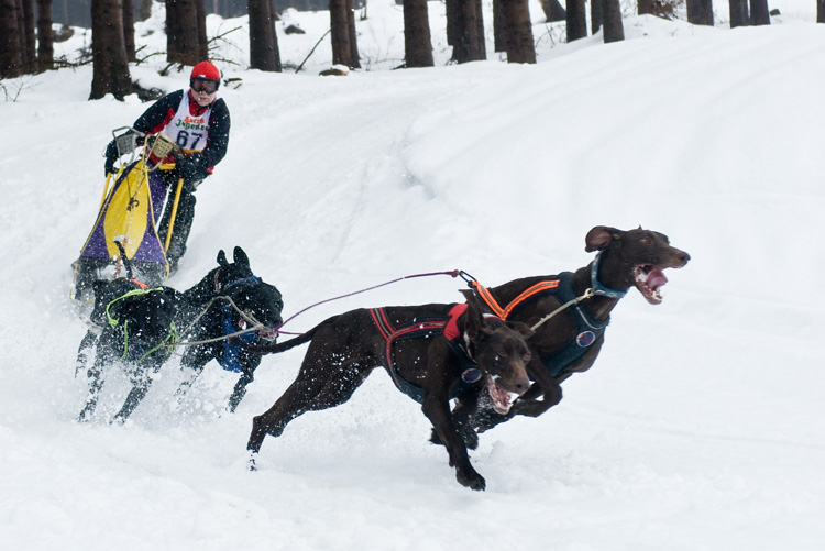 Schlittenhunderennen Winterberg