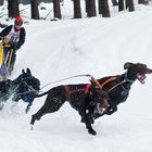 Schlittenhunderennen Winterberg