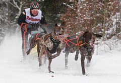 Schlittenhunderennen WM