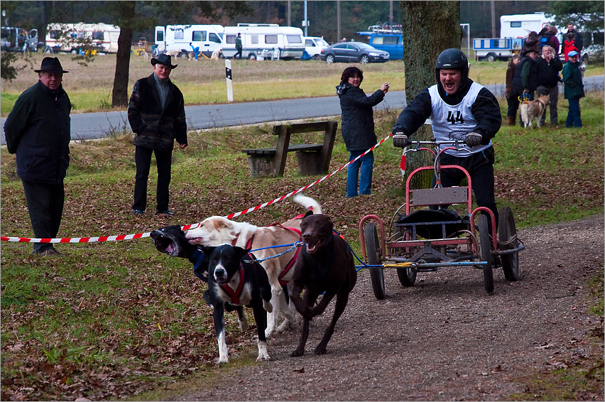 Schlittenhundesport (2)