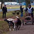 Schlittenhundesport (2)