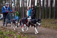 Schlittenhundesport (6)