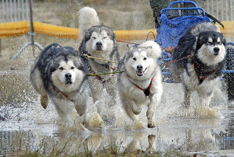 Schlittenhundesport-Canicross