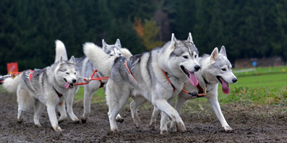 Schlittenhundewagenrennen Reingers 2014 – Part 1