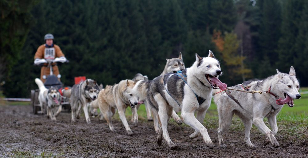 Schlittenhundewagenrennen Reingers 2014 – Part 2