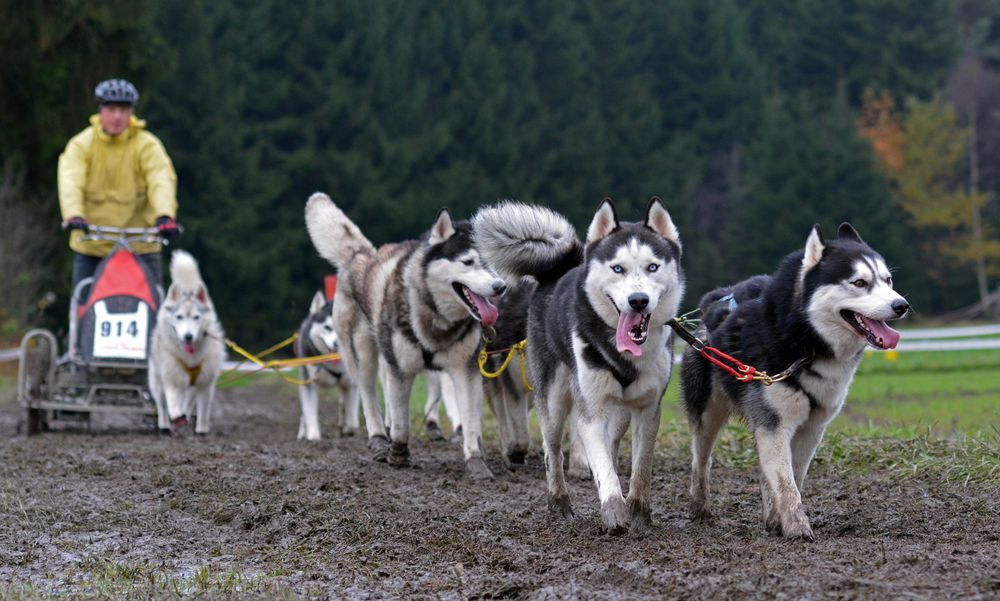 Schlittenhundewagenrennen Reingers 2014 – Part 3