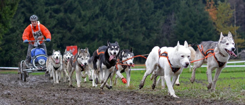 Schlittenhundewagenrennen Reingers 2014 – Part 4