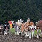 Schlittenhundewagenrennen Reingers 2014 – Part 5