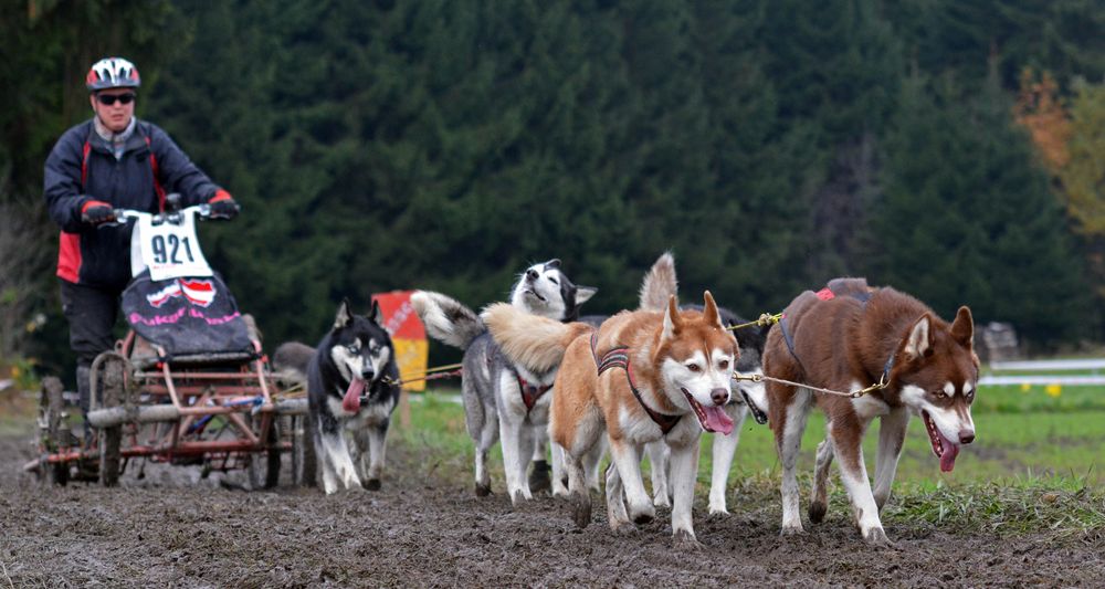 Schlittenhundewagenrennen Reingers 2014 – Part 5