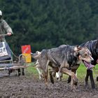 Schlittenhundewagenrennen Reingers 2014 – Part 6