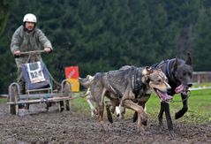Schlittenhundewagenrennen Reingers 2014 – Part 6