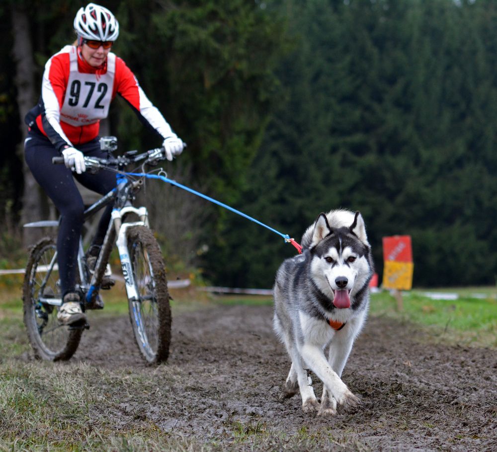 Schlittenhundewagenrennen Reingers 2014 – Part 7