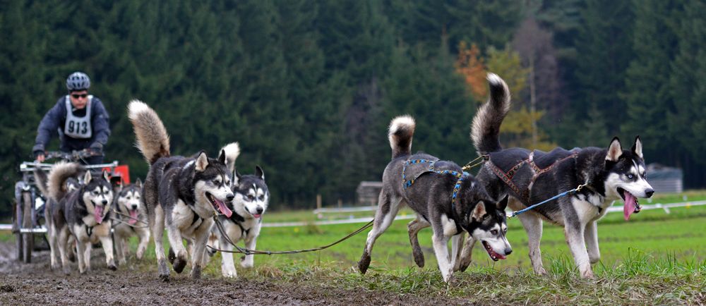 Schlittenhundewagenrennen Reingers 2014 – Part 8