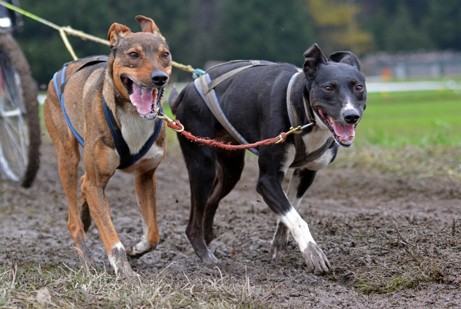 Schlittenhundewagenrennen Reingers 2014 – Part 9