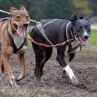 Schlittenhundewagenrennen Reingers 2014 – Part 9