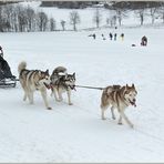 Schlittenhundrennen in Claustahl-Zellerfeld