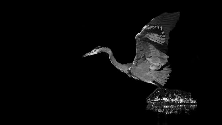 Schlitterpartie, Graureiher