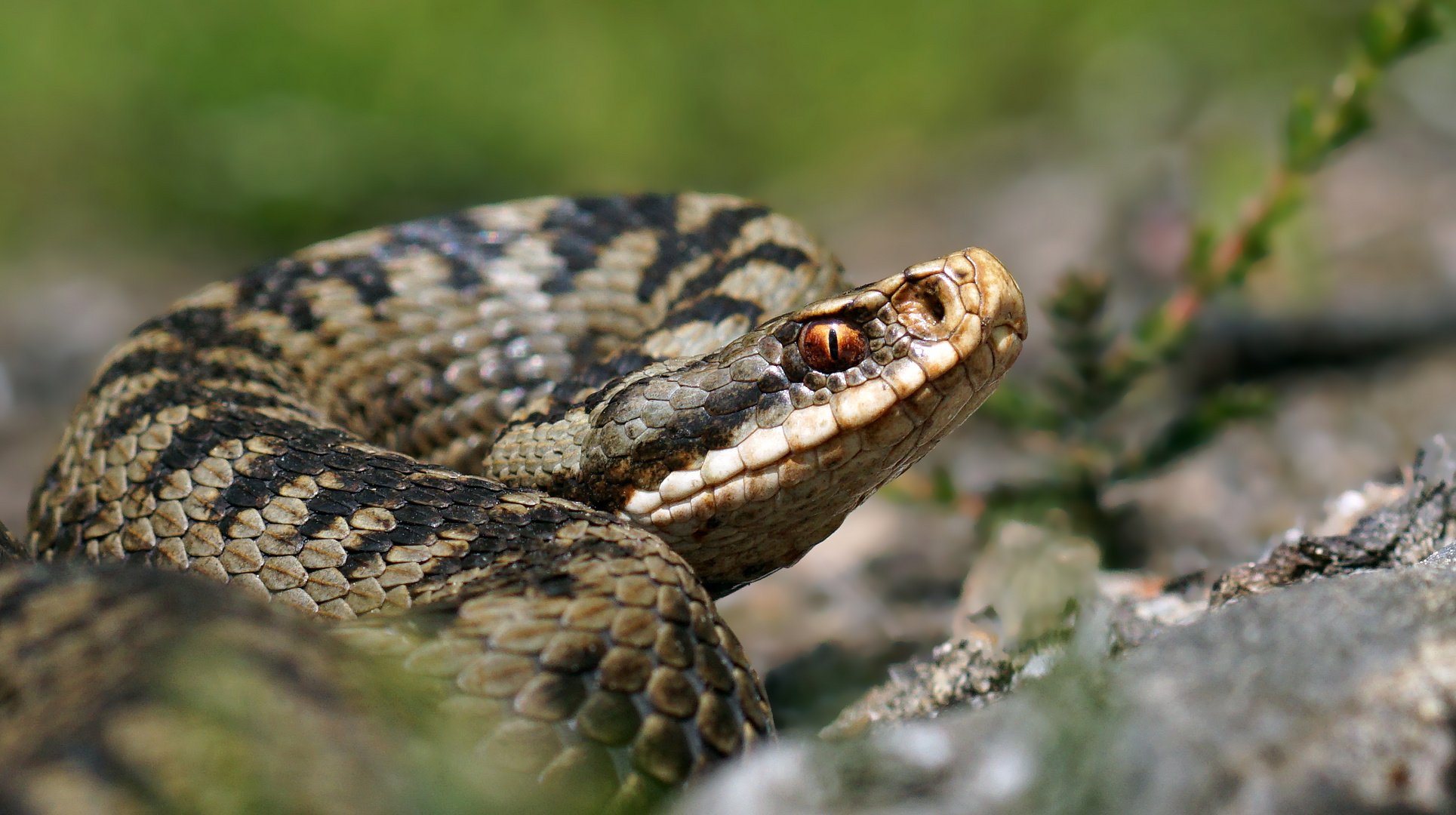 Schlitzauge - Vipera berus -