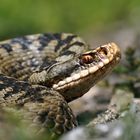 Schlitzauge - Vipera berus -