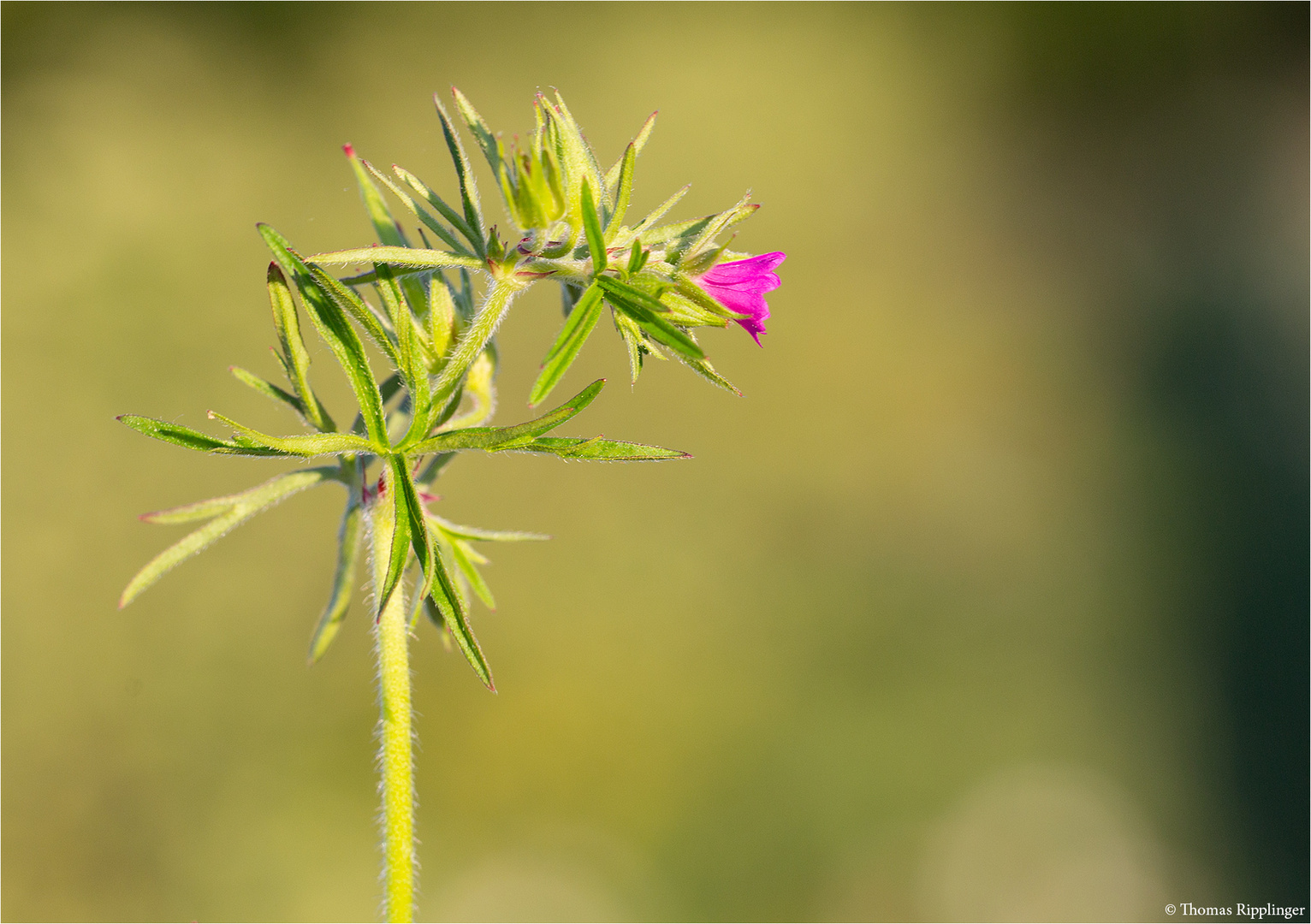 Schlitzblättriger Storchschnabel (Geranium dissectum)