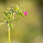 Schlitzblättriger Storchschnabel (Geranium dissectum)