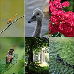 Schlopa-Boga - Sommercollage vor dem 4:0