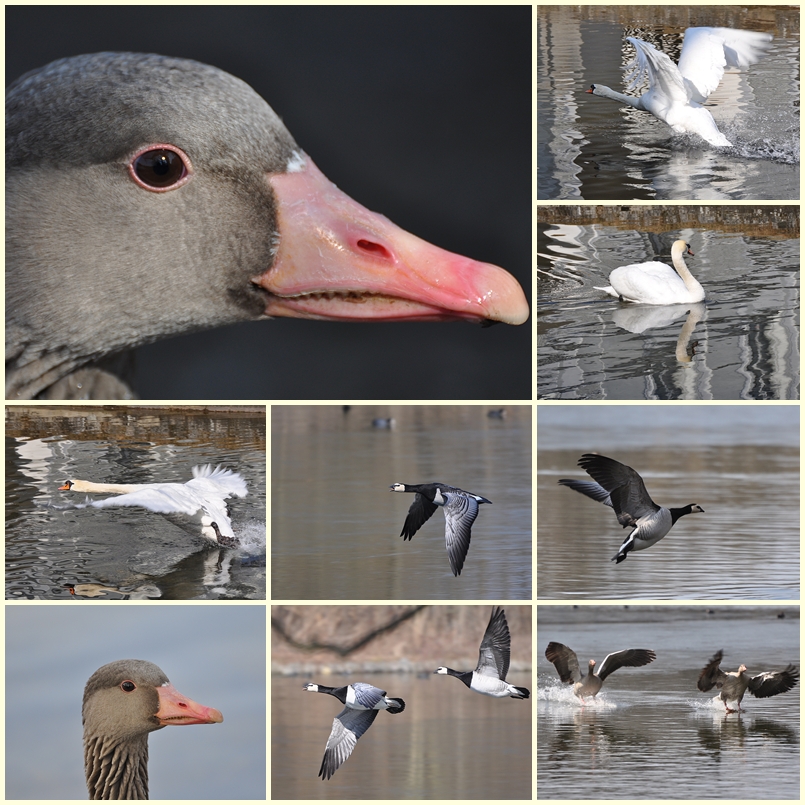 Schlopa - Collage 2 - Faschingsdienstag