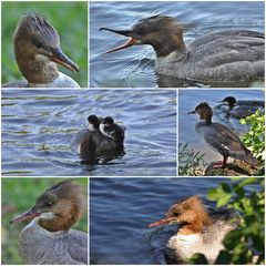 Schlopa-Gänsesäger-Collage 2...