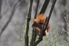 Schlopa-Hörnchen von Heute