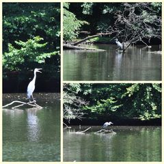 Schlopa-Reiher vom 1.8.2010