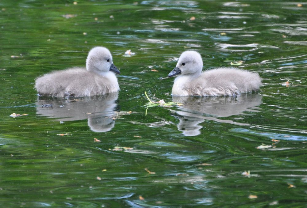 Schlopa-Schwan-Nachwuchs 1