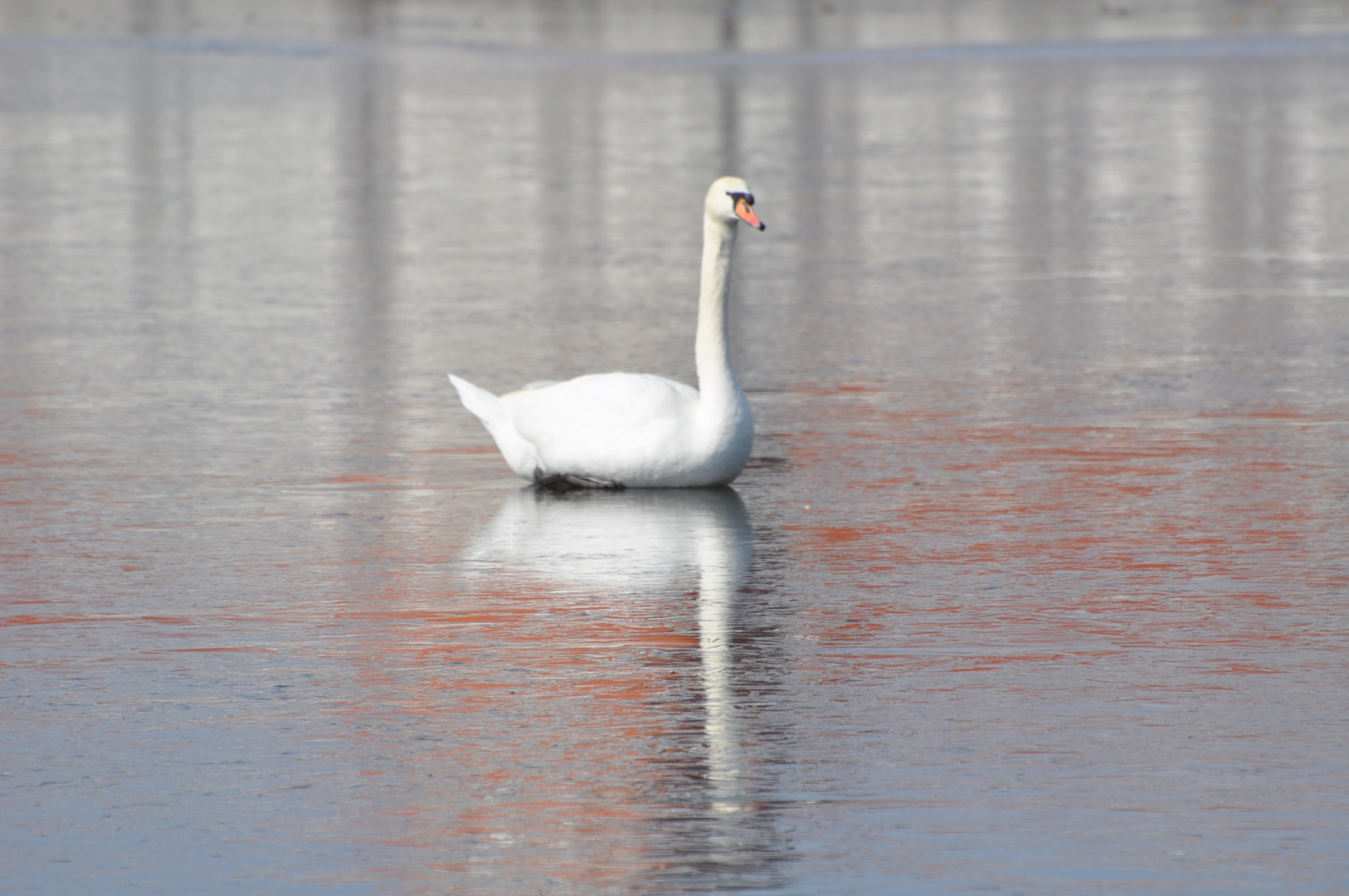 Schlopa-Schwan vom 8.3.10