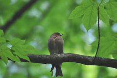 Schlopa - Singvogel