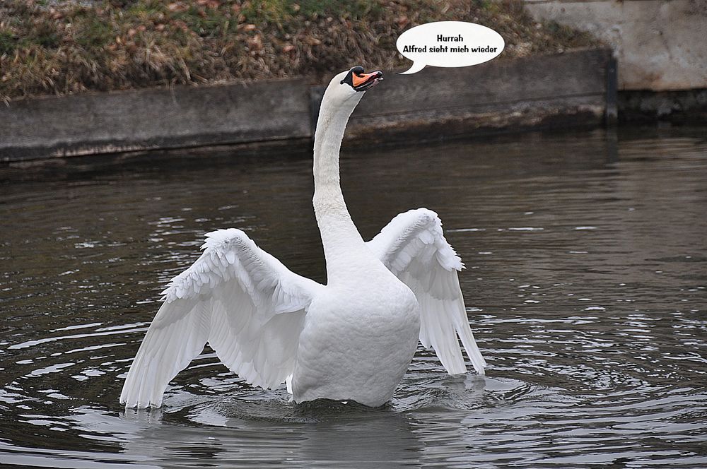 Schlopa von heute die Zweite..