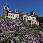 Schloss Albrechtsberg an der Elbe.