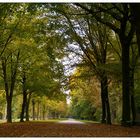 Schloss-Allee im Herbst