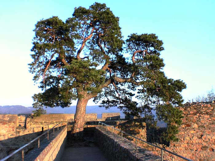 Schloß Auerbach Baum des Lebens