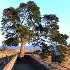 Schloß Auerbach Baum des Lebens