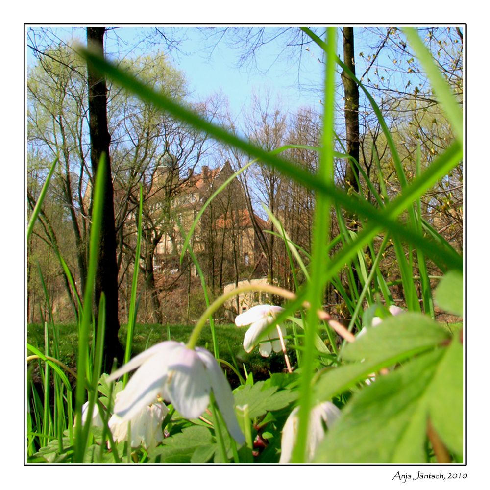 Schloss aus der Frosch(könig)perspektive