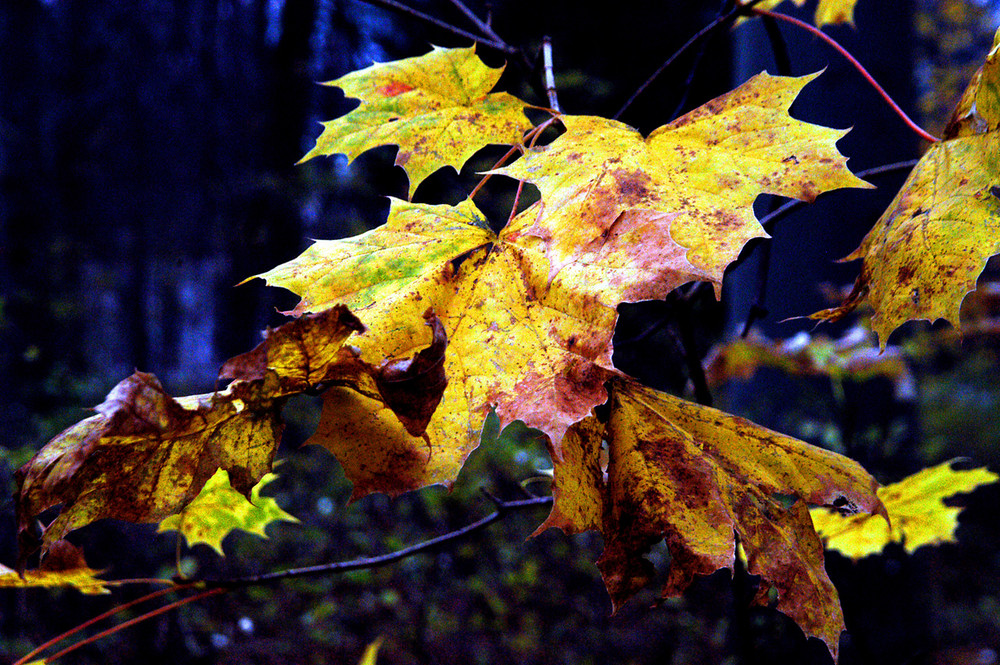 Schloss-Blatt