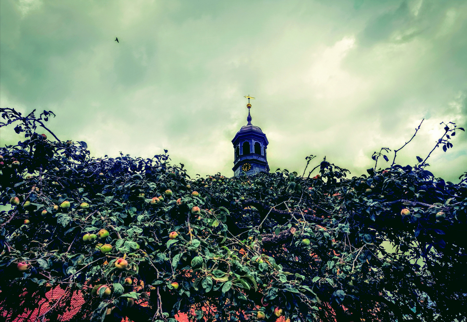 Schloss Bothmer + Apfelbaum