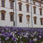 schloss celle frühling