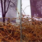 Schloss Colditz (Kreuzblick-Stereo-Foto)