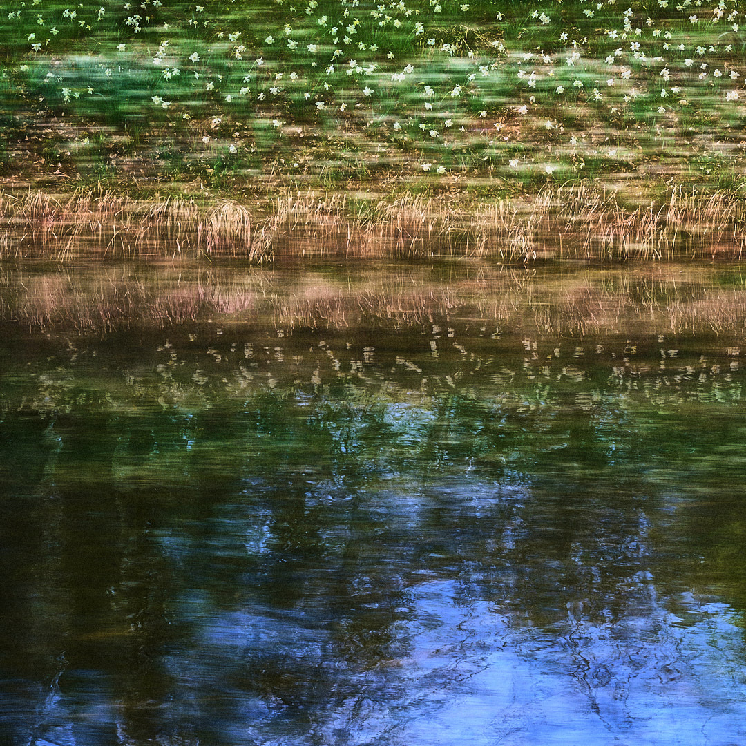 Schloss Dyck Frühling I