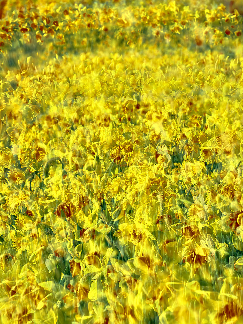 Schloss Dyck Frühling III