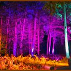 Schloß Dyck - Parkleuchten - Beleuchtete Bäume