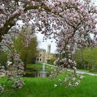 Schloß Eckberg hinter der Magnolie