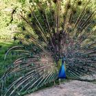 Schloss Eggenberg, Pfau