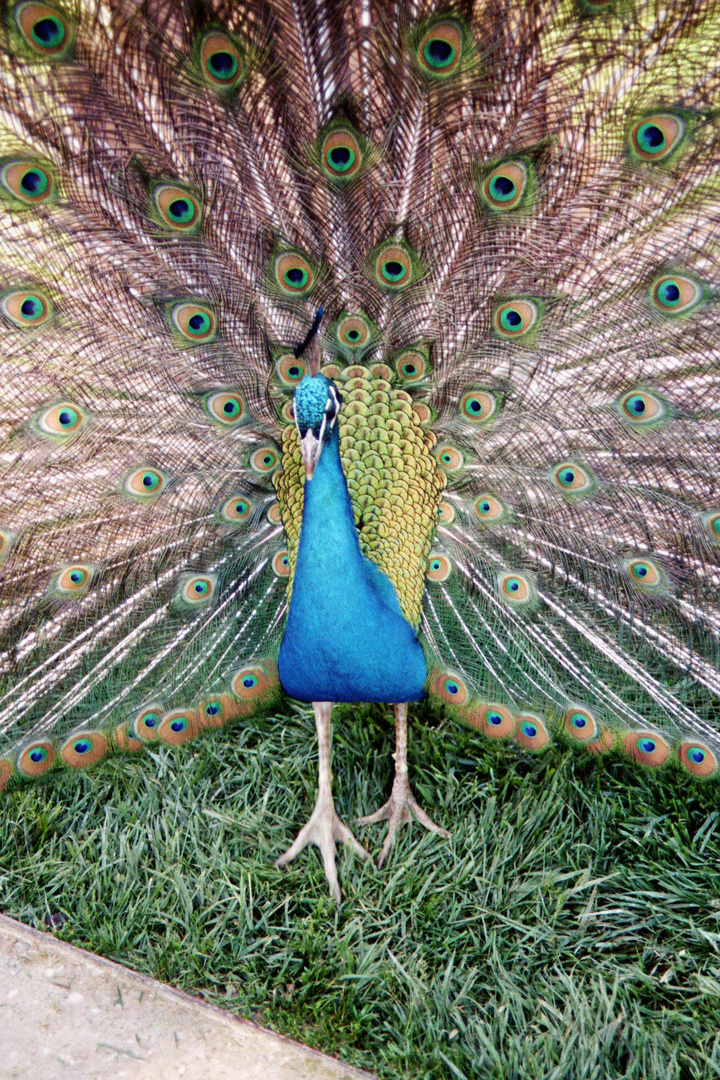 Schloss Eggenberg, Pfau radschlagend